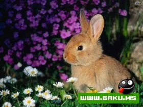 Heyvanlari qorumaq lazimdir !!!