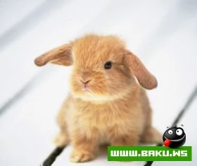 Heyvanlari qorumaq lazimdir !!!