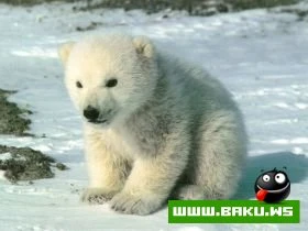 Heyvanlari qorumaq lazimdir !!!