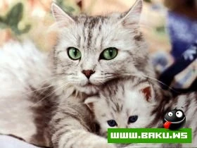 Heyvanlari qorumaq lazimdir !!!