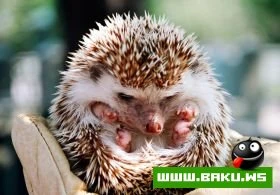 Heyvanlari qorumaq lazimdir !!!