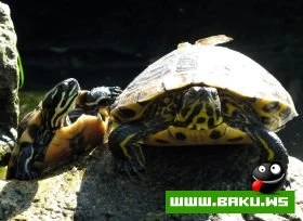 Heyvanlari qorumaq lazimdir !!!