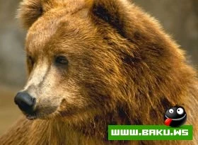 Heyvanlari qorumaq lazimdir !!!