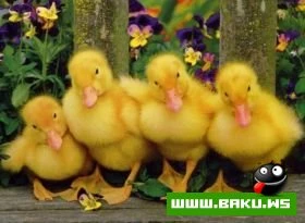 Heyvanlari qorumaq lazimdir !!!