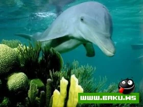 Heyvanlari qorumaq lazimdir !!!