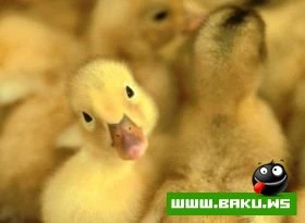 Heyvanlari qorumaq lazimdir !!!
