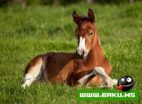 Heyvanlari qorumaq lazimdir !!!