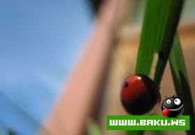 Heyvanlari qorumaq lazimdir !!!
