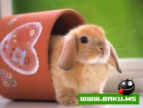 Heyvanlari qorumaq lazimdir !!!