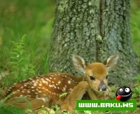 Heyvanlari qorumaq lazimdir !!!