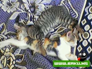 Milli Yumor - Levengi Telefon magazası :)