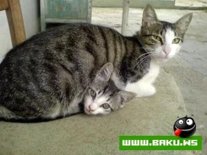 Milli Guluş :)