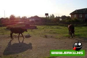 Lenkeranin Gozel Goruntuleri
