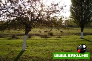 Lenkeranin Gozel Goruntuleri