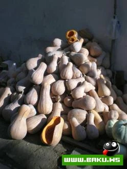 Lenkeranin Gozel Goruntuleri