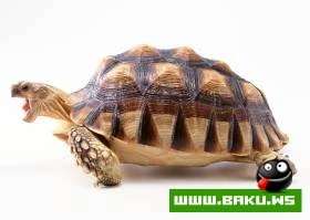 Tisbaga Fotosessiyasi