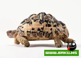 Tisbaga Fotosessiyasi