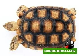 Tisbaga Fotosessiyasi