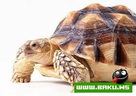 Tisbaga Fotosessiyasi