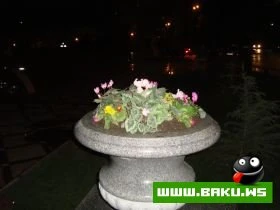 Yeni Park, Icra Hakimiyyeti ve Muzey
