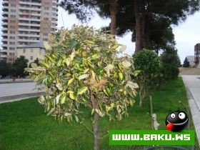 Yeni Park, Icra Hakimiyyeti ve Muzey