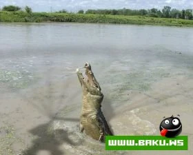 Olumqabagi shekiller