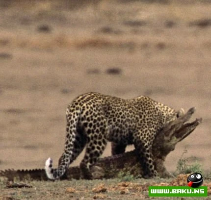 Leopard vs Timsah
