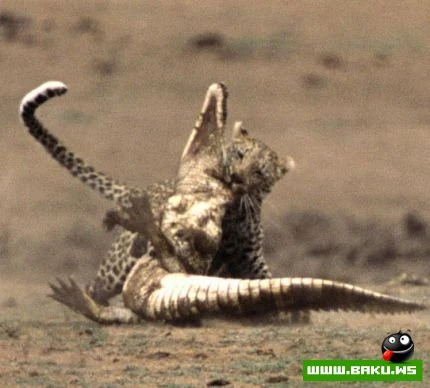 Leopard vs Timsah
