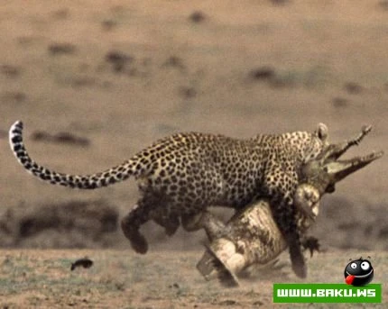 Leopard vs Timsah