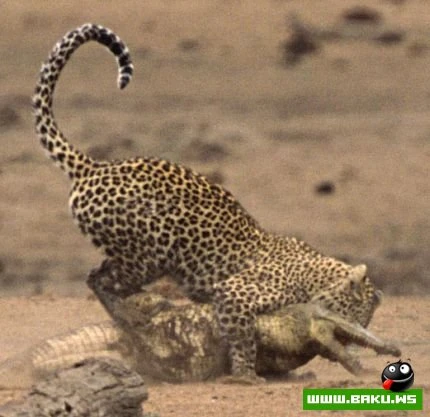 Leopard vs Timsah