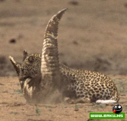 Leopard vs Timsah