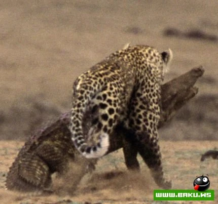 Leopard vs Timsah