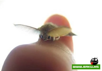 Təbiətin ən kiçik ölçülü heyvanları