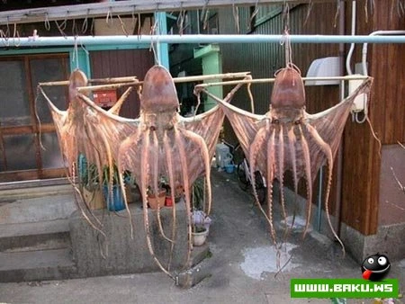En Boyuk Baliglar...