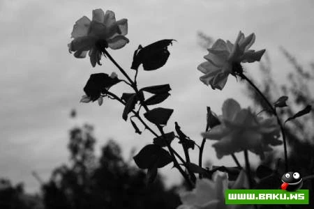 Любительская фотолента