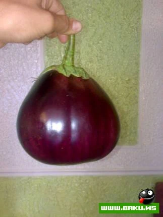 Milli Yumor - Baxıb və Oxuyub Gülək =)