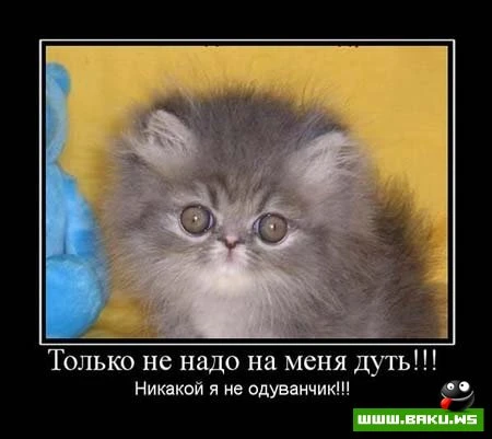 Смотрим все Демотиваторы + 43 ФОТО