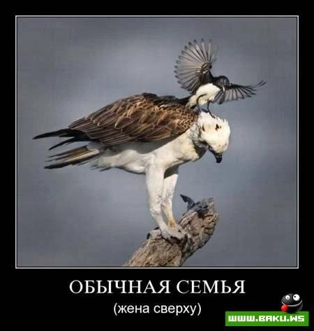 Смотрим все Демотиваторы + 43 ФОТО