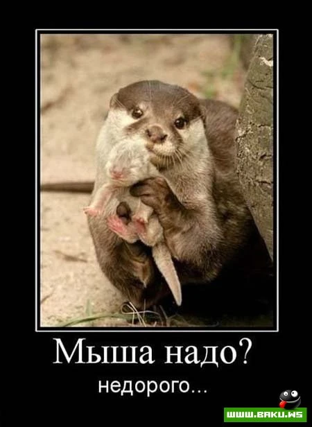 Смотрим все Демотиваторы + 43 ФОТО