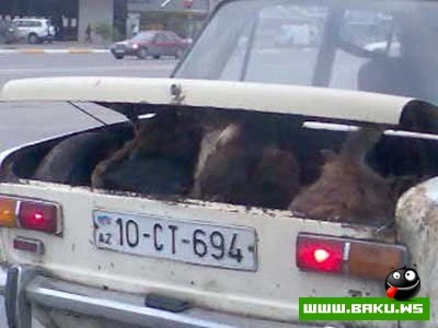 Milli Yumor  - 29 FOTO