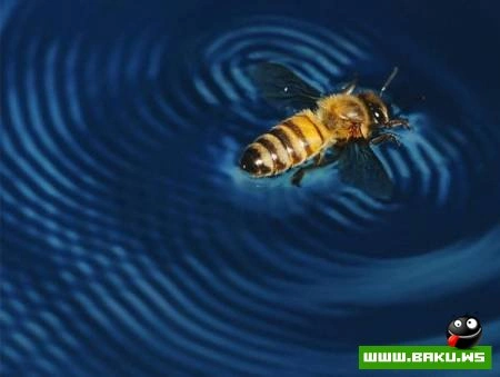 Fotoşəkil müsabiqəsi National Geographic 2009