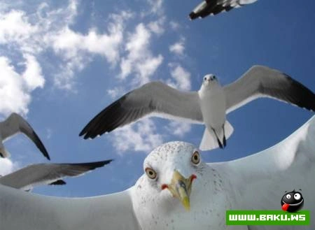 Fotoşəkil müsabiqəsi National Geographic 2009