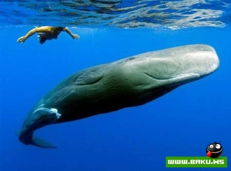 Fotoşəkil müsabiqəsi National Geographic 2009