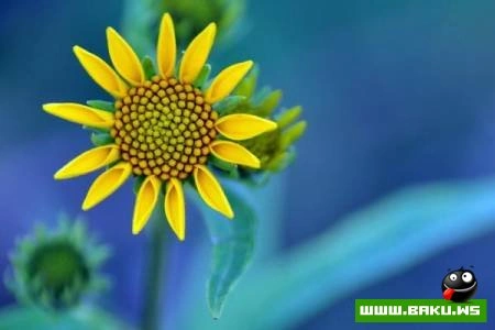 Fotoşəkil müsabiqəsi National Geographic 2009