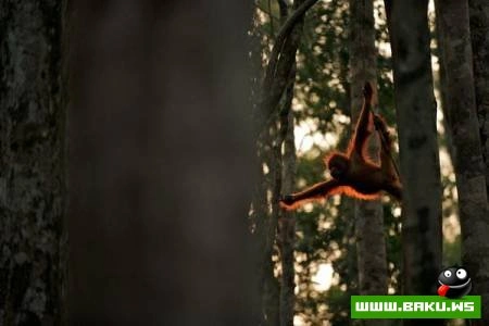 Fotoşəkil müsabiqəsi National Geographic 2009
