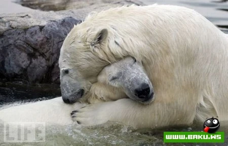 Лучшие фотографии 2009 года по версии LIFE