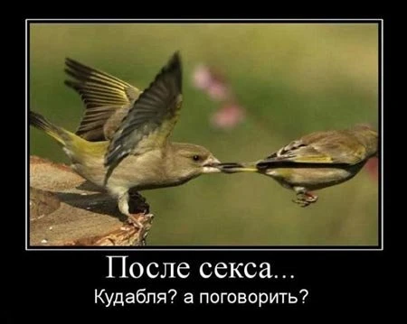 Демотиваторы (31 фото)