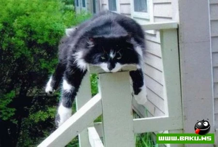Кот может спать везде :)))