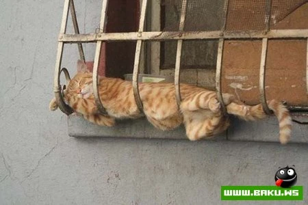 Кот может спать везде :)))