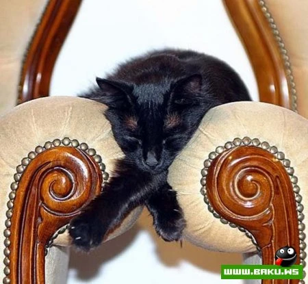 Кот может спать везде :)))